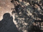 A photo shows the eclipse projected through the spaces between leaves taken on Aug. 21, 2017, in Glendo, Wyo.