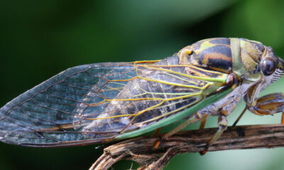 "Cicada-geddon" insect invasion will be biggest bug emergence in centuries