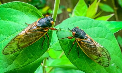 Cicadas are so loud that some South Carolina residents are calling police