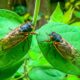 Cicadas are so loud that some South Carolina residents are calling police