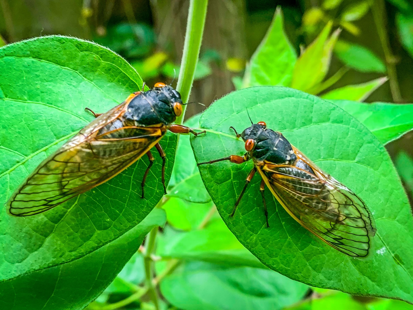 Cicadas are so loud that some South Carolina residents are calling police
