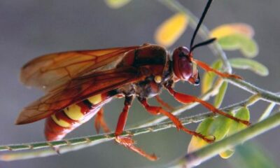 The Eastern cicada killer wasp.