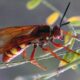 The Eastern cicada killer wasp.