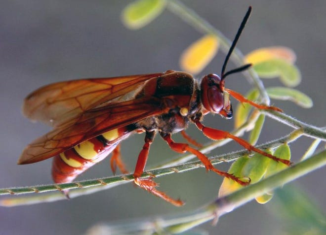 The Eastern cicada killer wasp.