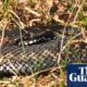 Country diary: Keeping a close eye on the adders | Reptiles