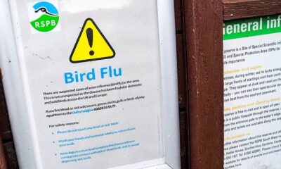 European Scientists Assess Avian Flu Pandemic Risk