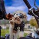 Man and his dog riding motorcycle