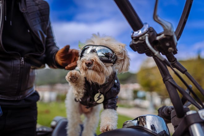 Man and his dog riding motorcycle