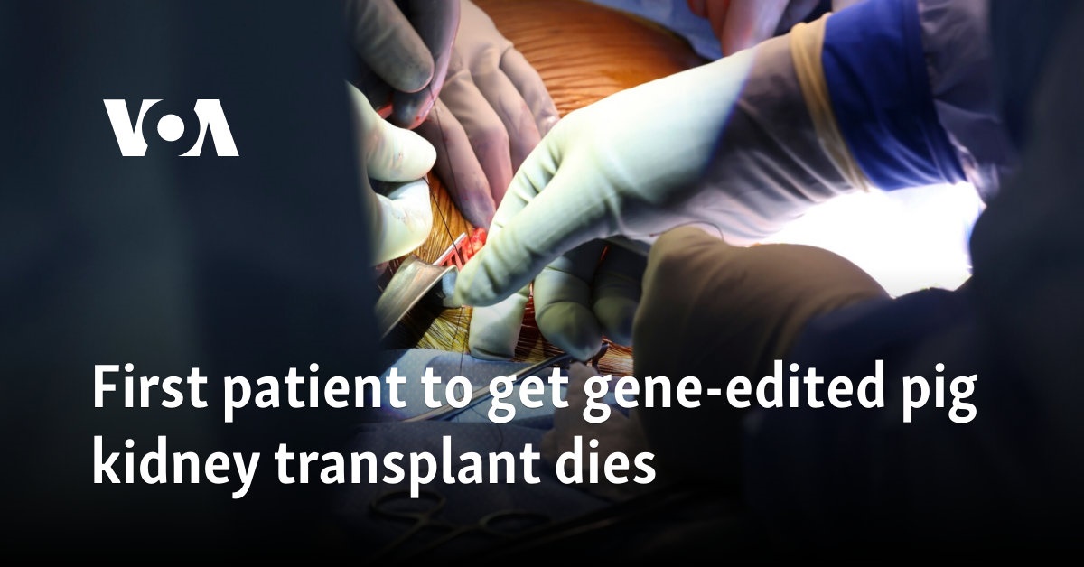 First patient to get gene-edited pig kidney transplant dies 