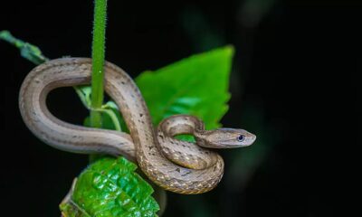 Viper-mimicking snake from Asia is a unique branch in the reptile evolutionary tree