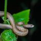 Viper-mimicking snake from Asia is a unique branch in the reptile evolutionary tree