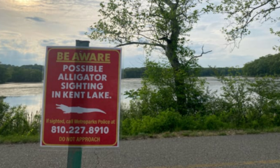 Alligator may be in Oakland County lake: What we know