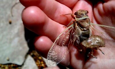 Cicadas will soon descend on Las Vegas — but not the ones you think