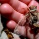 Cicadas will soon descend on Las Vegas — but not the ones you think