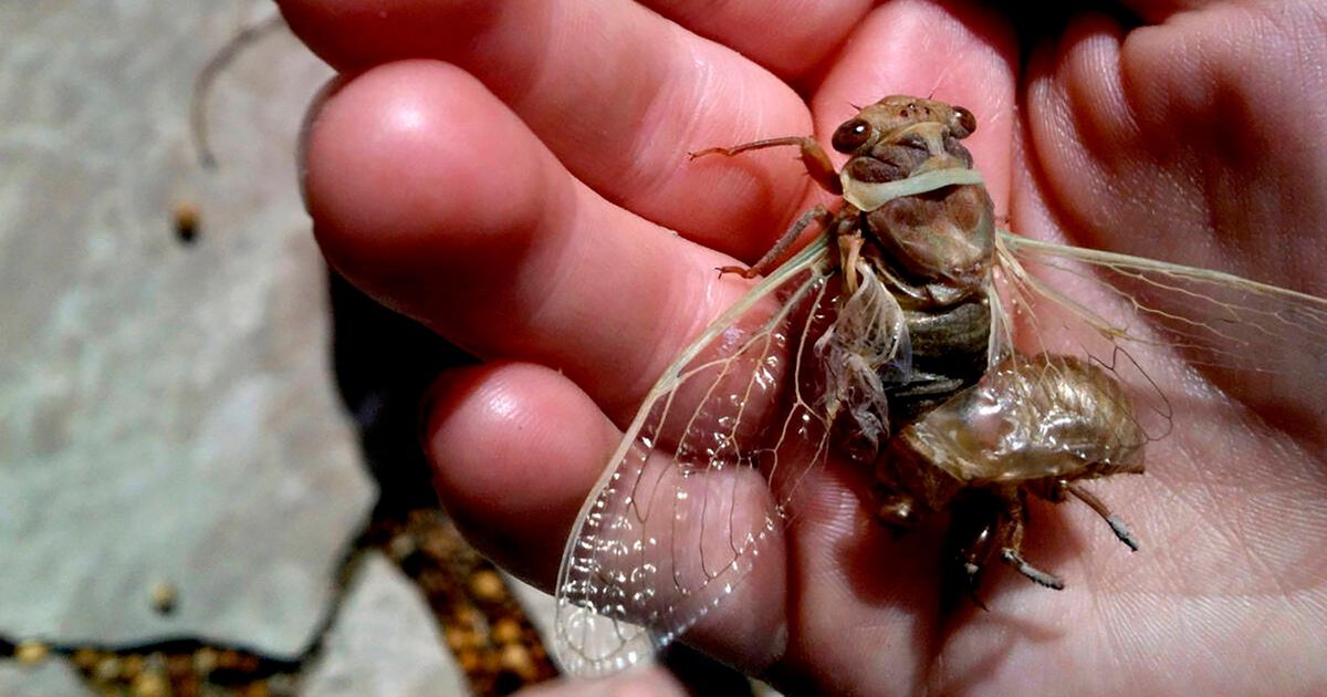 Cicadas will soon descend on Las Vegas — but not the ones you think