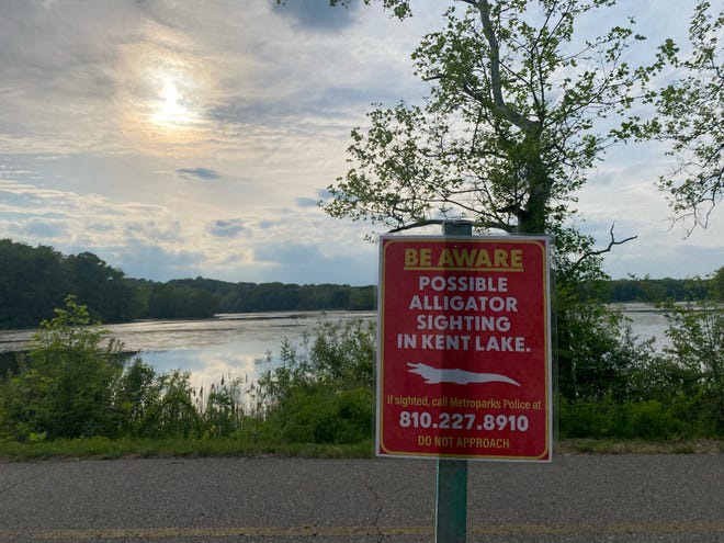 Huron-Clinton Metroparks officials posted warning signs around Kent Lake after a visitor reported seeing an alligator on Thursday.