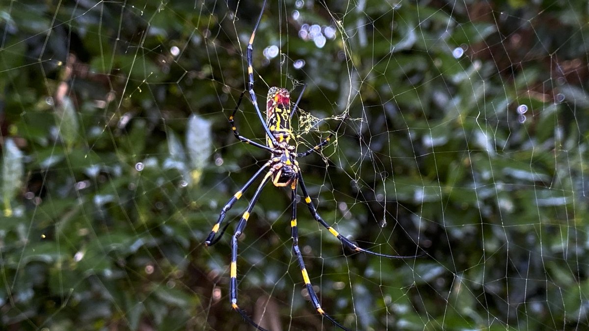 Joro spider parachuting into Pa., NJ, Del.? Truths, rumors – NBC10 Philadelphia