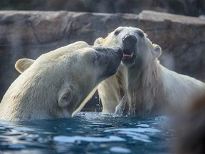 Calgary Zoo's polar bears during the heat wave