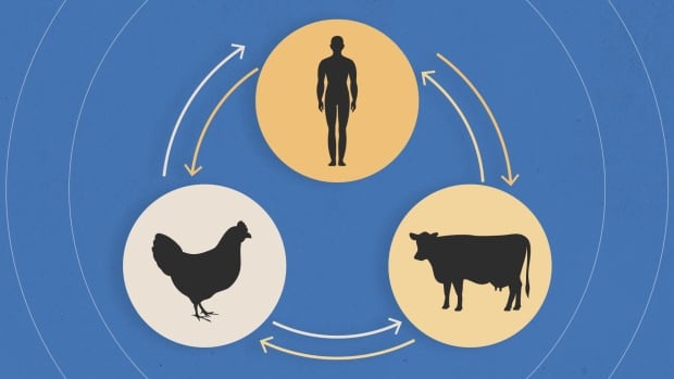 Human H5N1 cases in the U.S. are rising. That's bad timing with flu season, bird migrations just months away