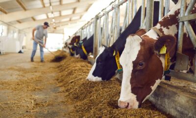 Study: Spillover of highly pathogenic avian influenza H5N1 virus to dairy cattle. Image Credit: Studio Romantic / Shutterstock