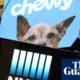 Chewy shares stage short-lived rally as filing reveals ‘Roaring Kitty’ takes stake | Stock markets