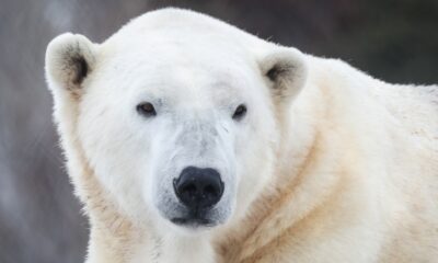 Polar bear 'Baffin' dies at Calgary Zoo