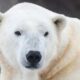 Polar bear 'Baffin' dies at Calgary Zoo