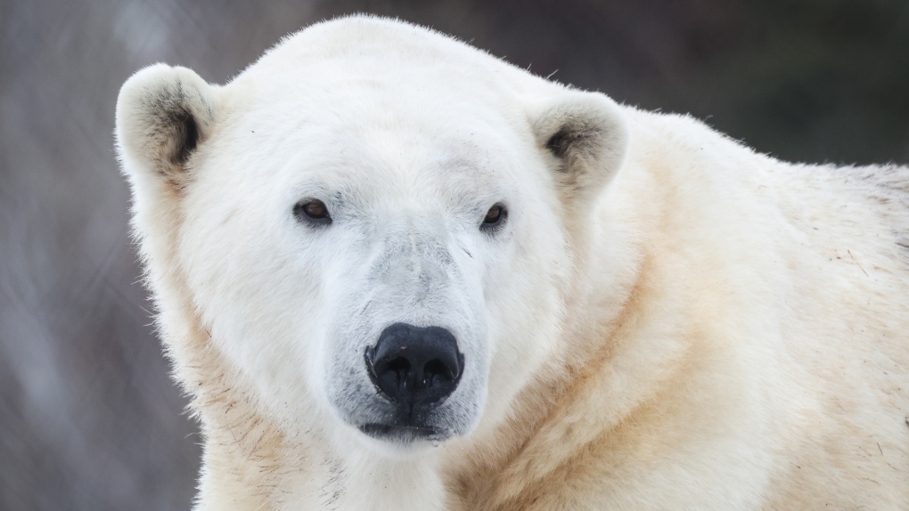 Polar bear 'Baffin' dies at Calgary Zoo