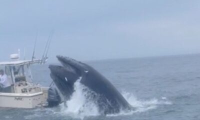 Whale surfaces and capsizes boat off New Hampshire coast