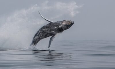 Why did a humpback whale capsize a boat? Here's what really happened.