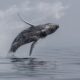 Why did a humpback whale capsize a boat? Here's what really happened.