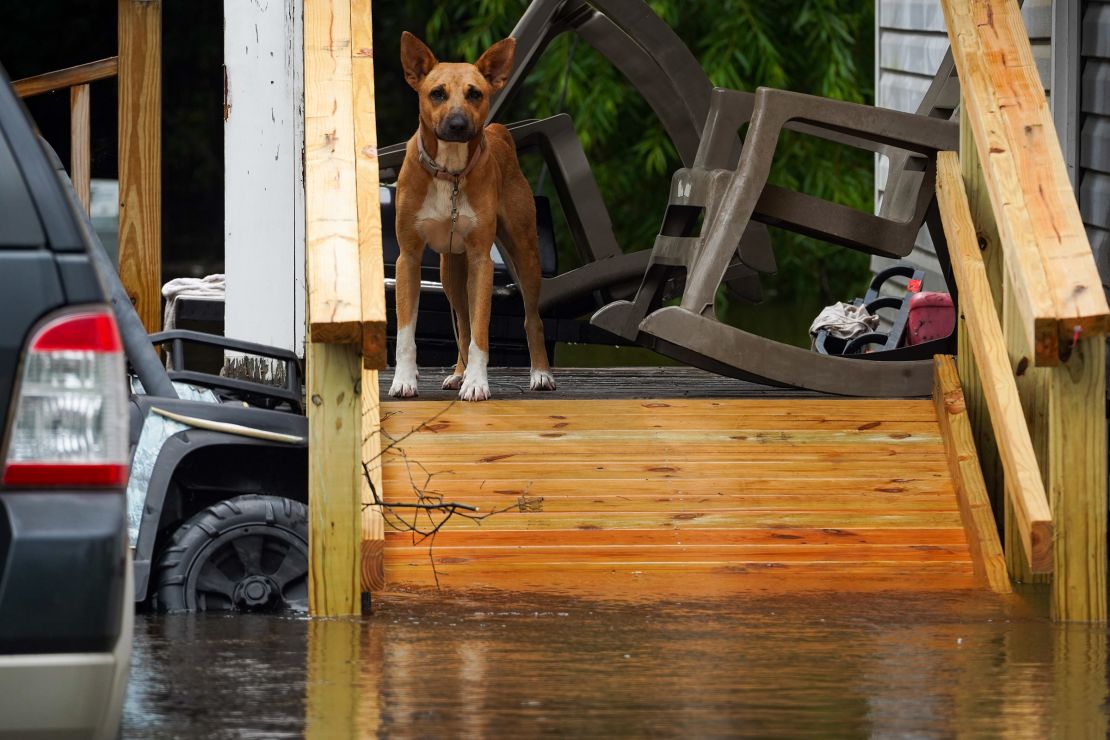 A dog sits Wednesday on the front stoop of a home in Statesboro, Georgia, where many homes are cars have been flooded due to excessive rains.