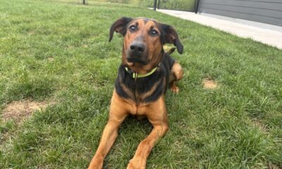 It’s National Dog Day And Your New Best Friend Could Be Waiting At OSPCA