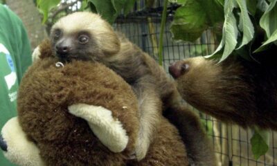 Sloth fever: Symptoms, treatments and transmission