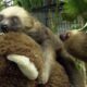 Sloth fever: Symptoms, treatments and transmission