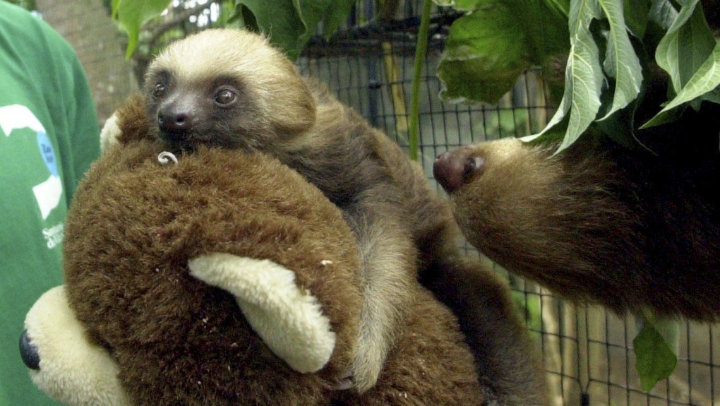 Sloth fever: Symptoms, treatments and transmission