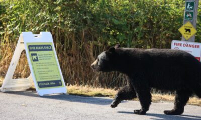 Bear with history of roaming for food in this Coquitlam neighbourhood dead