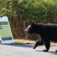 Bear with history of roaming for food in this Coquitlam neighbourhood dead