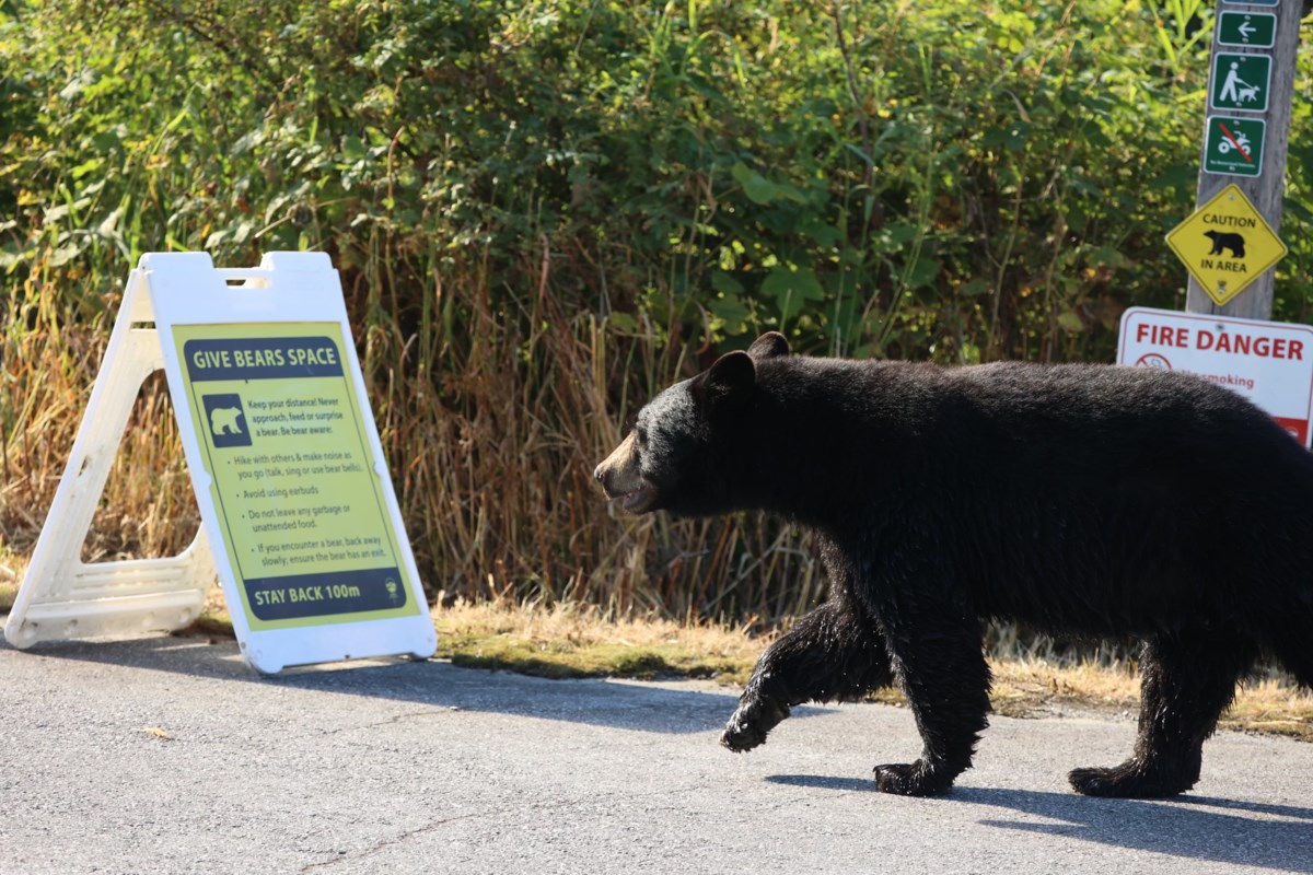 Bear with history of roaming for food in this Coquitlam neighbourhood dead