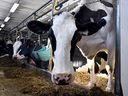 H5N1 has spread to dairy cattle herds in a dozen U.S. states but has not been found in Canada's cattle or milk supply.