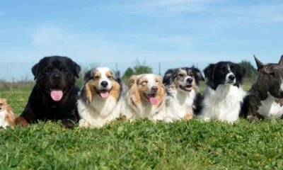 It’s International Dog Day! Here are the most popular breeds in Toronto