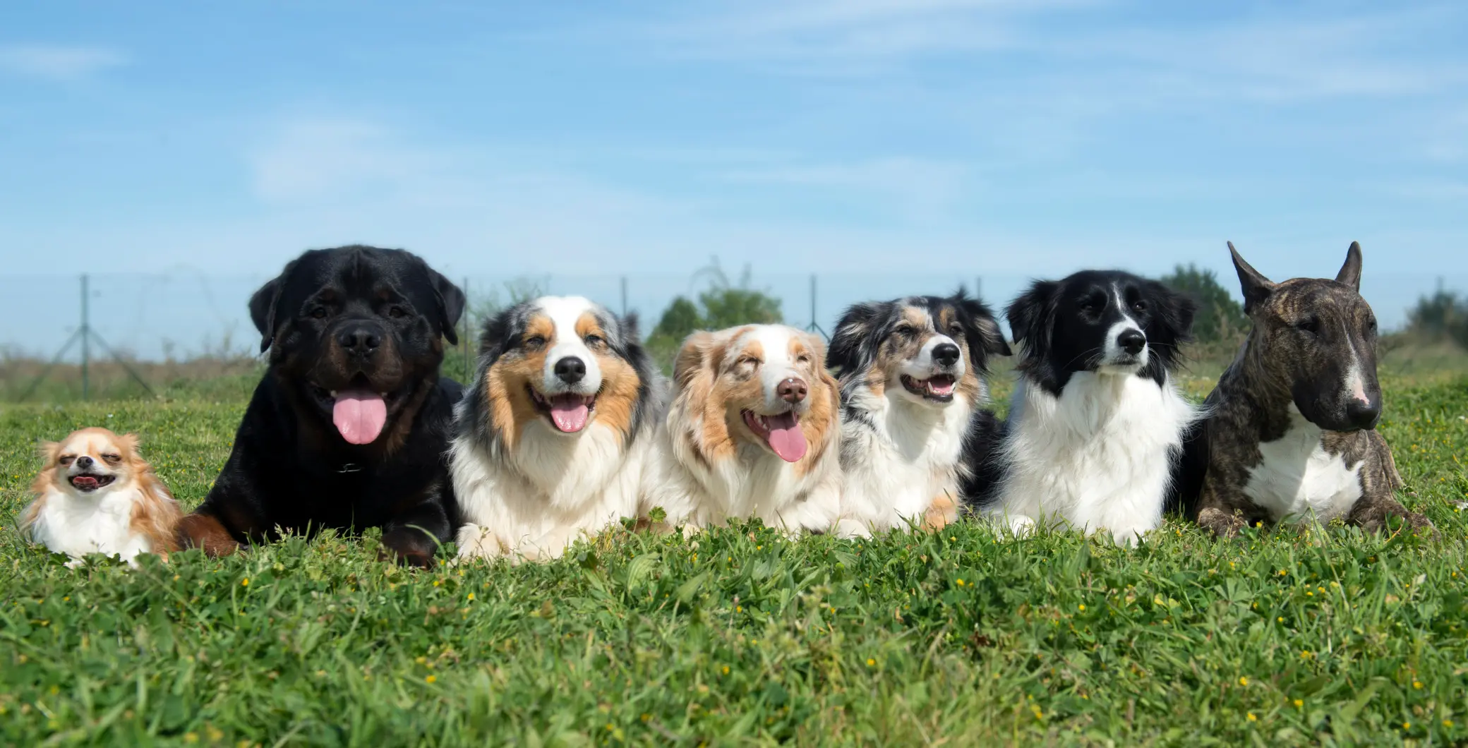 It’s International Dog Day! Here are the most popular breeds in Toronto