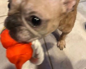 Treat your dog extra special for National Dog Day, Monday, Aug. 26. This is Francesca, a French bulldog cared for by MuttLove Dog Rescue.