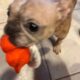 Treat your dog extra special for National Dog Day, Monday, Aug. 26. This is Francesca, a French bulldog cared for by MuttLove Dog Rescue.