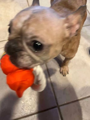 Treat your dog extra special for National Dog Day, Monday, Aug. 26. This is Francesca, a French bulldog cared for by MuttLove Dog Rescue.