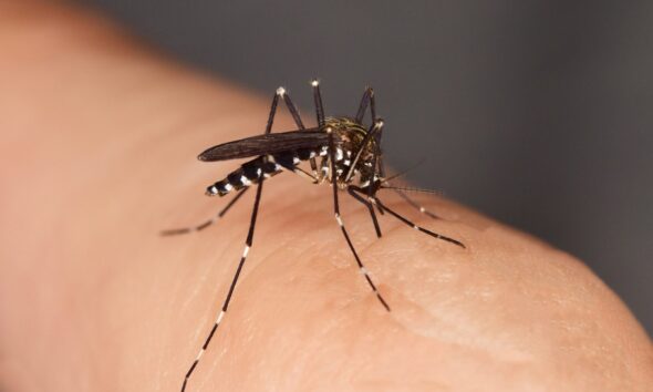 Mosquito sucking blood from a human. (Getty Images)