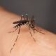 Mosquito sucking blood from a human. (Getty Images)