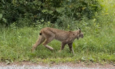 An endangered Canada lynx was seen in Vermont's Rutland County for the first time in almost six years on Aug. 17, 2024, Vermont Fish and Wildlife Department said.