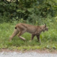 An endangered Canada lynx was seen in Vermont's Rutland County for the first time in almost six years on Aug. 17, 2024, Vermont Fish and Wildlife Department said.