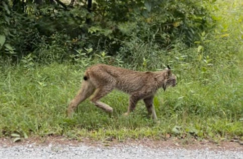 An endangered Canada lynx was seen in Vermont's Rutland County for the first time in almost six years on Aug. 17, 2024, Vermont Fish and Wildlife Department said.